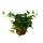 Gro&szlig;es Zimmerpflanzen Set mit 5 Pflanzen - 9cm