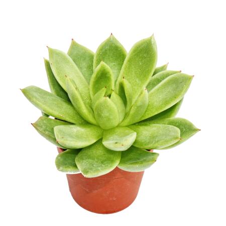 Echeveria agavoides - plante moyenne en pot de 8,5cm