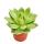 Echeveria agavoides - plante moyenne en pot de 8,5cm