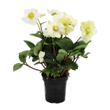 Christmas rose - Helleborus niger - 9cm pot
