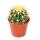 Echinocactus grusonii - belle-m&egrave;re - en pot de 8.5cm