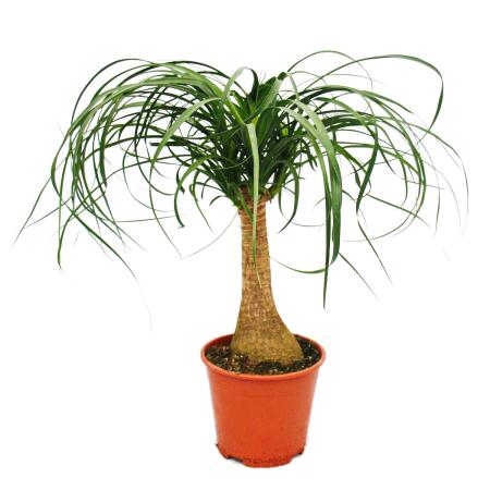 Pied déléphant - plante dintérieur - ca. 35cm