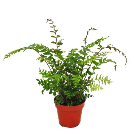 Farn - 3er Set - bestehend aus 3 besonderen Farn-Arten 12cm Topf