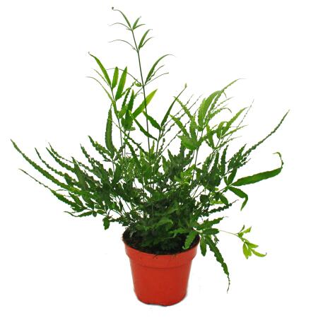 kratzbaum kaktus lotte Der große Kaktus – Kratz-Kaktus