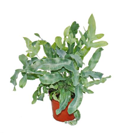 Farn - 3er Set - bestehend aus 3 besonderen Farn-Arten 12cm Topf