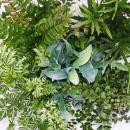 Fern - Set of 3 - consisting of 3 special fern species...