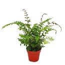 Fern - Set of 3 - consisting of 3 special fern species 12cm pot