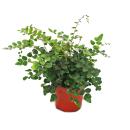 Fern - Set of 3 - consisting of 3 special fern species 12cm pot