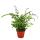 Fern - Set of 3 - consisting of 3 special fern species 12cm pot