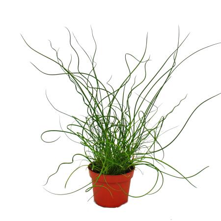 Love curl, Juncus effususus Spiralis, Tire-bouchon Rinçage 12cm