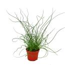 Love curl, Juncus effususus Spiralis, Tire-bouchon...