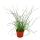 Love curl, Juncus effususus Spiralis, Tire-bouchon Rinçage 12cm