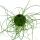 Love curl, Juncus effususus Spiralis, Tire-bouchon Rinçage 12cm