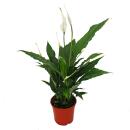 Spathiphyllum, single leaf, "Sweet Chico", 13cm pot