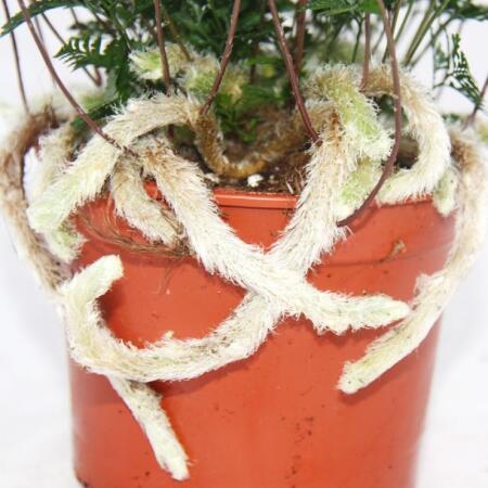 scindapsus jade satin variegata Scindapsus Jade Satin Marble Queen Variegated main image 1