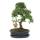 Orme chinois bonsa&iuml; - Ulmus parviflora - env. 10 ans