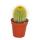Eriocactus leninghausii - medium size plant in 8.5 inch pot