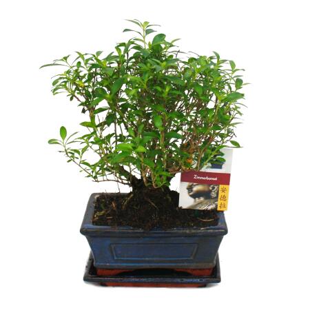 Bonsai - Serissa - Junesnow - Ball shape - approx. 6 years