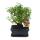 Bonsai - Serissa - Junesnow - Ball shape - approx. 6 years