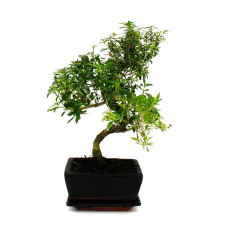 Bonsai - Serissa - Junischnee - Baum der 1000 Sterne - ca. 6 Jahre