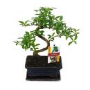 Bonsai - Serissa - Junischnee - Baum der 1000 Sterne -...