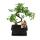 Bonsai - Serissa - Junischnee - tree of the 1000 stars - about 8 years