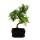 Bonsaï - Serissa - Neige de juin - arbre de 1000 étoiles - env. 8 ans