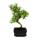 Bonsaï - Serissa - Neige de juin - arbre de 1000 étoiles - env. 8 ans