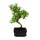 Bonsai - Serissa - Junischnee - tree of the 1000 stars - about 8 years