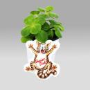 Coleus canin - Verpiss-Dich - Pflanze - 4 Pflanzen