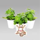 Coleus canin - Verpiss-Dich - Pflanze - 8 Pflanzen