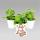 Coleus canin - Scardy Cat Plant - Set of 8 Pflants