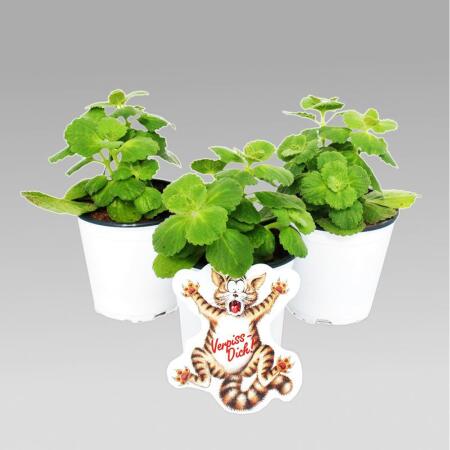 Coleus canin - Scardy Cat Plant - Set of 12 Pflants