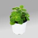 Coleus canin - Verpiss-Dich - Pflanze - 12 Pflanzen