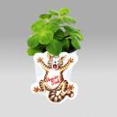 Coleus canin - Verpiss-Dich - Pflanze - 12 Pflanzen