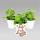 Coleus canin - Scardy Cat Plant - Set of 12 Pflants