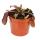 Rotbl&auml;ttrige Kannenpflanze - Nepenthes - 9cm