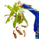 Giant Pitcher Plant - Nepenthes maxima - hanging pot