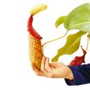 Giant Pitcher Plant - Nepenthes maxima - hanging pot