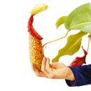 Nepenthes maxima - Plante à pichet géante - Feu de circulation