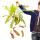 Nepenthes maxima - Riesen-Kannenpflanze - Ampel