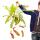 Giant Pitcher Plant - Nepenthes maxima - hanging pot