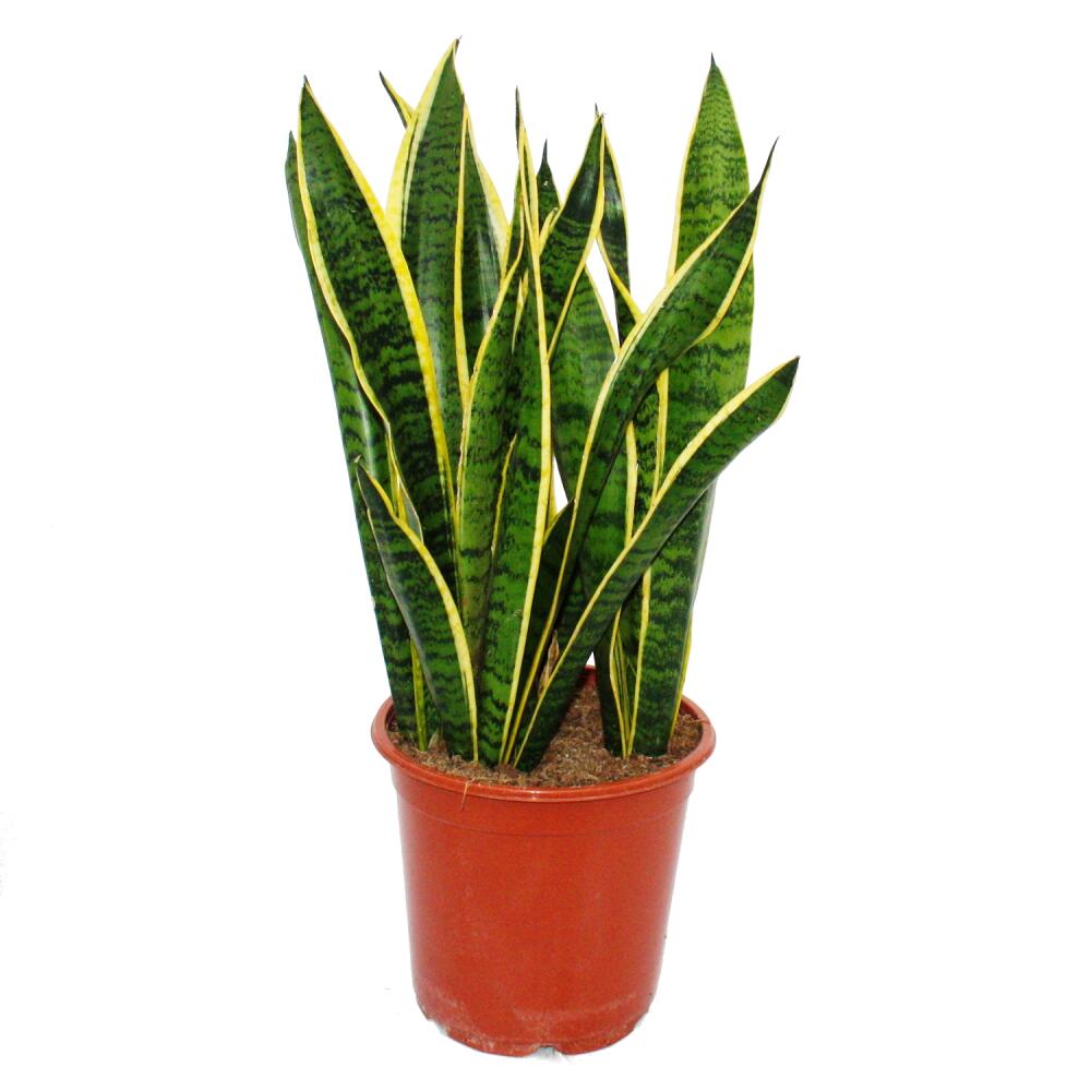 Sansevieria trifasciata 19cm Topf Gesamthöhe 5565cm hoch