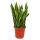 Sansevieria trifasciata  - 19cm pot - hauteur totale 55-65cm haut