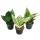 Sansevieria trifasciata hahnii - Set of 3 different plants  Potsize 5,5cm