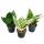 Sansevieria trifaciata hahnii - 3 différents Plantes en pot de 5,5cm - chanvre détrave, belle langue maternelle