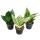 Sansevieria trifaciata hahnii - 3 versch. Pflanzen im 5,5cm Topf - Bogenhanf, Schwiegermutterzunge