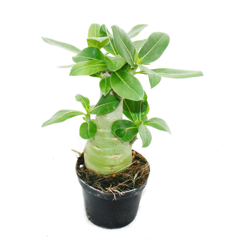 Kleine Wstenrose, Adenium, berraschungsfarbe, 9cm Topf