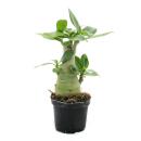 Desert Rose - Adenium obesum - Surprise-Colour, 9cm Pot