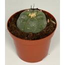 Lophophora williamsii - Peyote Cactus - 8,5cm Pot - 7-9 years